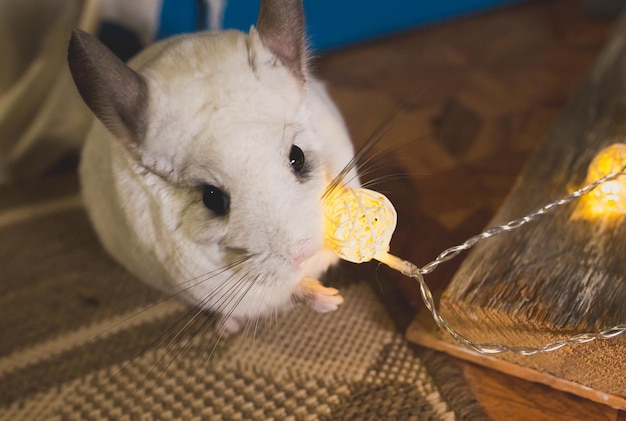 Weiße Chinchilla sitzt auf dem Boden. Nettes Heimtier in der Nähe der Lichter.