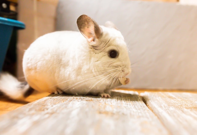 Weiße Chinchilla sitzt auf dem Holzbrett Süßes Haustier