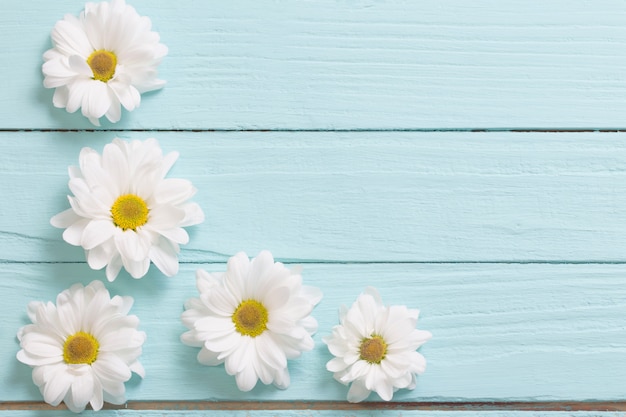 Weiße chrysantheme auf blauem hölzernem hintergrund