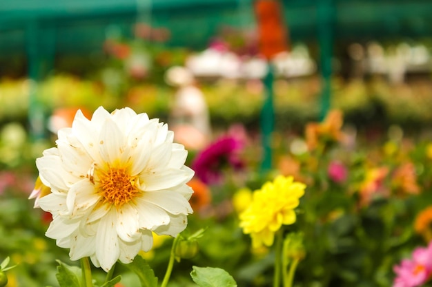 Weiße Chrysantheme auf dem Hintergrund anderer bunter Blumen