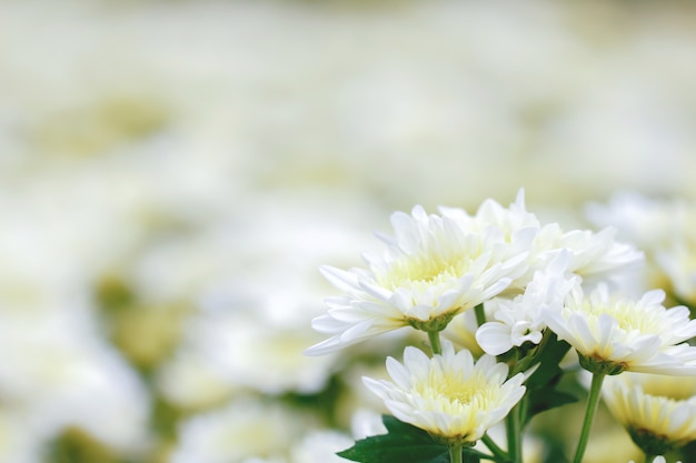 Weiße Chrysantheme