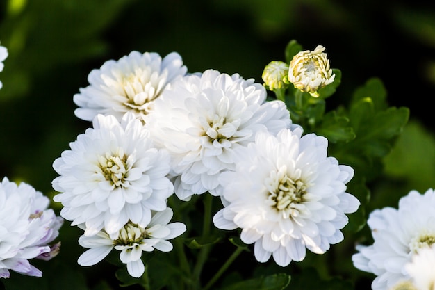 weiße Chrysanthemenblume wächst im Feld