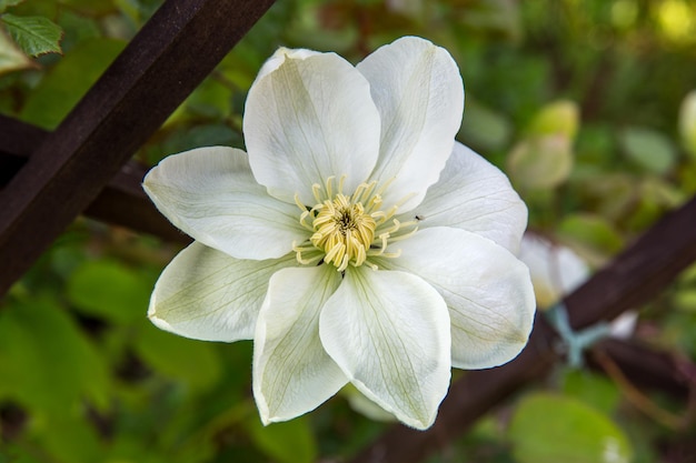 Weiße Clematis im Garten