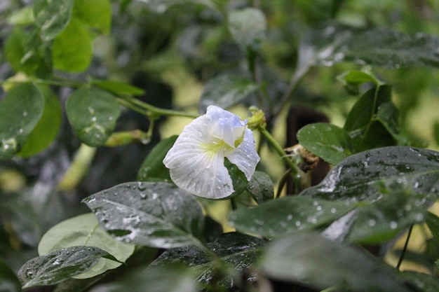 Weiße Clitoria Ternatea