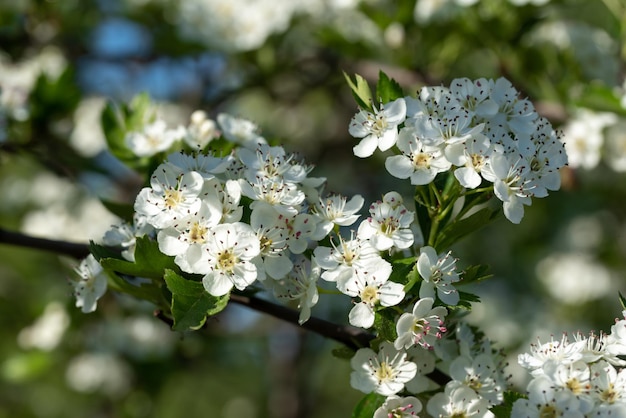 weiße Crataegus-Blüten (Weißdorn, Quickthorn, Stechapfel, Maibaum, Weißdorn, Mayflower, Heidelbeere