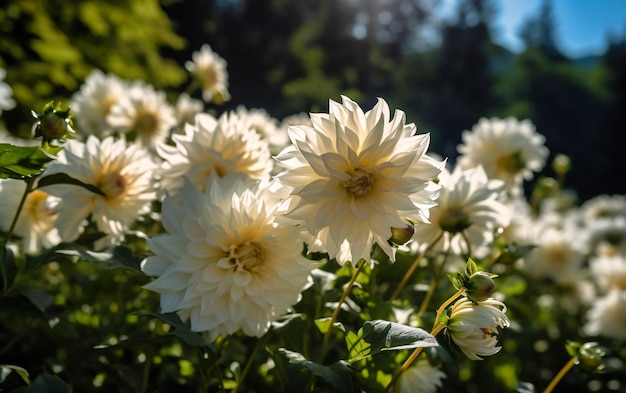 Weiße Dahlien blühen an einem sonnigen Tag