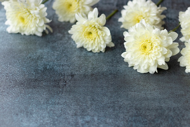 Weiße Dahlienblumen auf dunkelgrauem Hintergrund