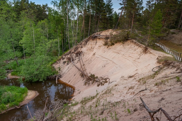 Weiße Düne in der Nähe von Purciems, umgeben von wunderschönen grünen Wäldern an sonnigen Sommertagen in Lettland