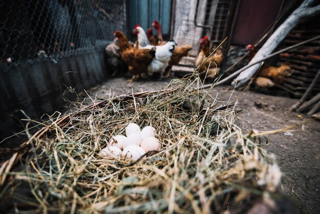 Weiße Eier im Nest mit Hennen im Hintergrund