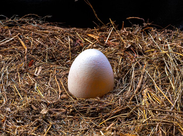 Weiße Eier in einem Vogelnest von oben gesehen