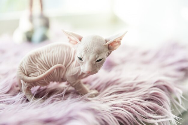 Weiße einmonatige Katze Don Sphynx auf lila Pelz