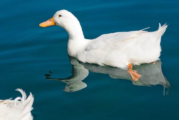 Weiße Ente Anas Platyrhynchos auf Hausente des blauen Wassers