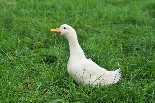 Weiße Ente auf Gras