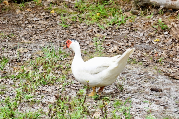 Foto weiße ente, die im waldgebiet geht