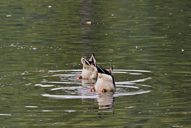 weiße ente, die im wasser schwimmt