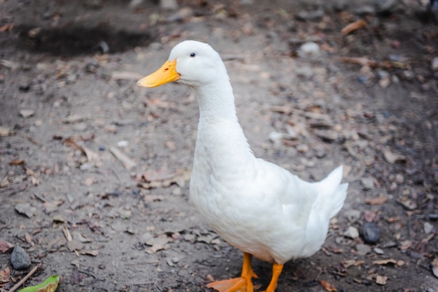 Weiße Ente, die in der Farm spazieren geht