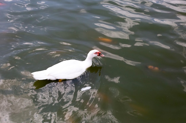 Weiße Ente, die in einem Teich schwimmt