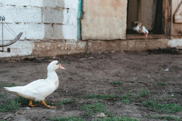 Weiße Ente geht auf dem Bauernhof spazieren