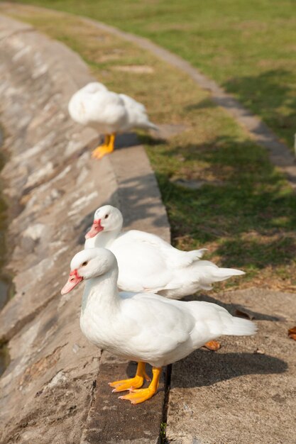 Weiße Ente im Garten