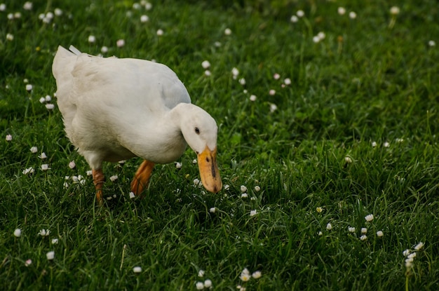 Weiße Ente im Gras