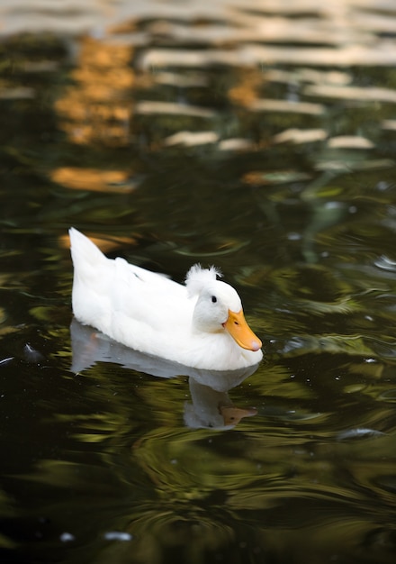 weiße Ente im Wasserschwimmen im Fluss