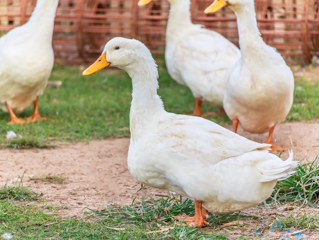 Foto weiße ente