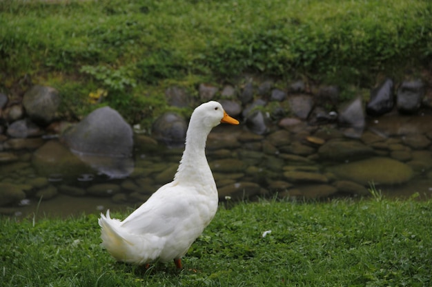 Foto weiße enten, die durch das grün streifen