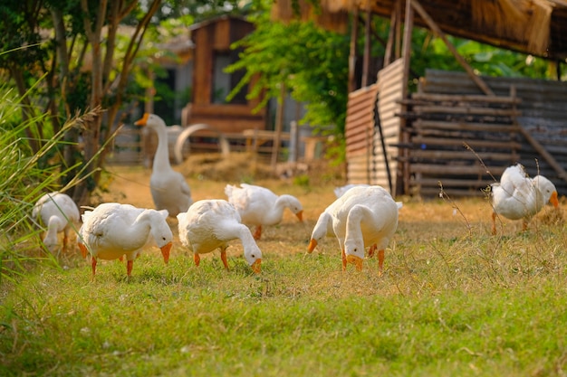 Weiße Enten gehen in den Garten.