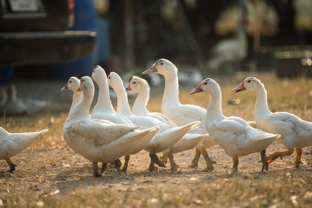 Weiße Entenfamilie mit natürlichem Sonnenlicht