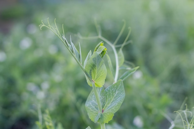 Weiße Erbsenblüten im Garten Schöner Hintergrund der Buscherbsenpflanze Selektiver Fokus auf einen Zweig