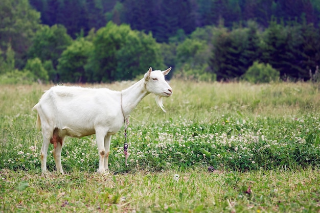 Weiße erwachsene Ziege, die auf der schönen sommergrünen Wiese in der Landschaft weidet. Landwirtschaftliche Nutztierfütterung auf einer Dorfweide.