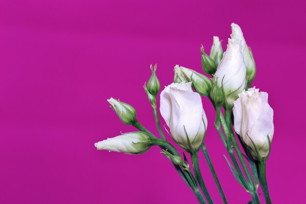 Weiße Eustoma frische Blumen auf leuchtendem Rot mit Kopienraum. Zarte, nicht geblasene Blütenknospen von Rosen.