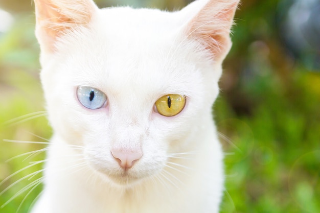 Weiße Farbe Thai Cat mit 2 verschiedenen farbigen Augen, Heterochromia Iridum