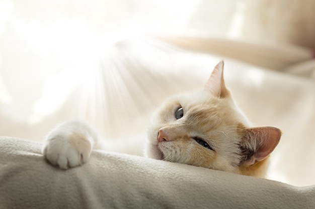 Weiße, fette, schöne, faule, schlaue Katze, die sich in einem Stuhl mit einer Decke aalt