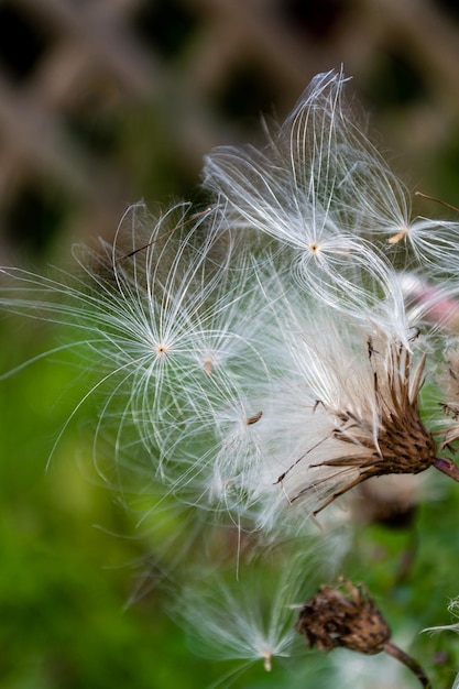 Weiße, flauschige Distelsamen, die bereit sind, im Wind zu zerstreuen