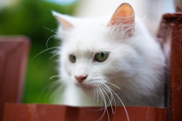 Weiße flauschige Katze auf dem Zaun im Freien