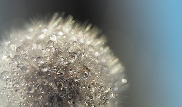 Weiße, flauschige Löwenzahn-Fallschirme dryflower