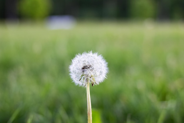 Weiße, flauschige Löwenzahnblume auf grünem Hintergrund