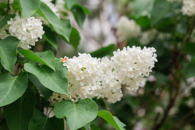 Weiße Fliederblüten blühen im Frühling