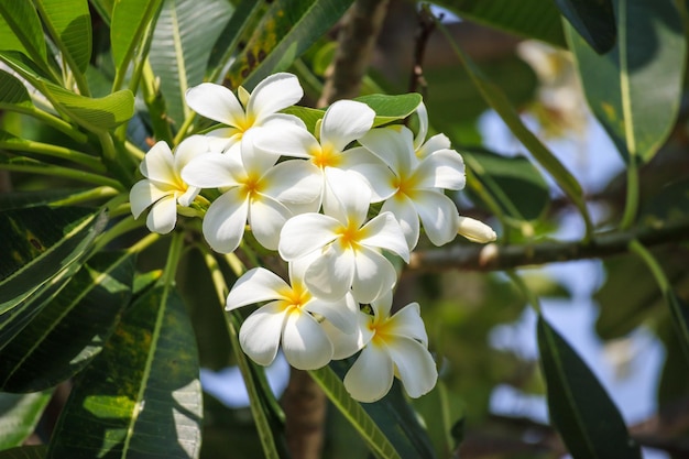 Weiße Frangipani-Blüte Plumeria alba mit grünen Blättern