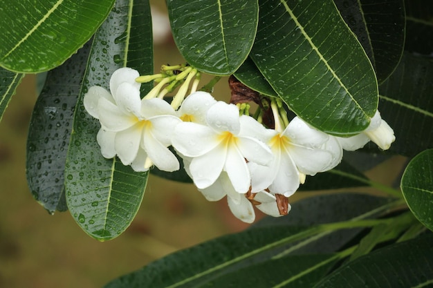 Weiße Frangipani-Blüte Plumeria alba mit grünen Blättern