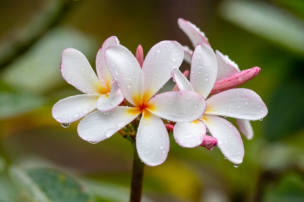 Weiße Frangipani-Blume in voller Blüte im Sommer nach dem Regen