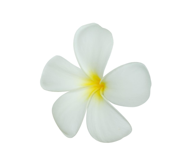 Weiße Frangipani-Blume isoliert auf weißem Hintergrund