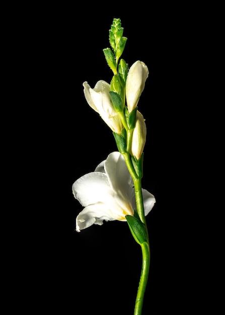 Weiße Freesia-Blüte auf schwarzem Hintergrund