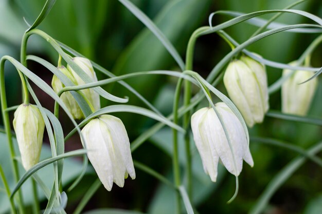 Foto weiße fritillaria-lilie blüht im garten mit selektivem fokus