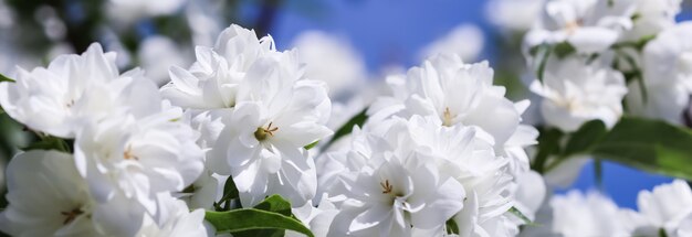 Weiße Frotteejasminblüten im Garten gegen blauen Himmel