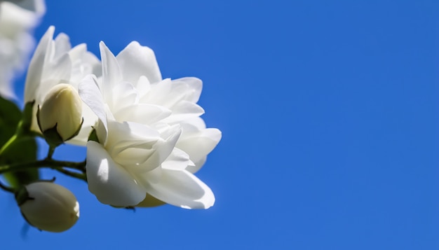 Weiße Frotteejasminblüten im Garten gegen blauen Himmel