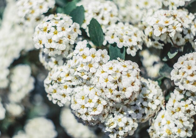 Weiße Frühlingsblumen auf dem Baum