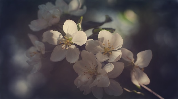 Weiße Frühlingsblumen auf einem Ast