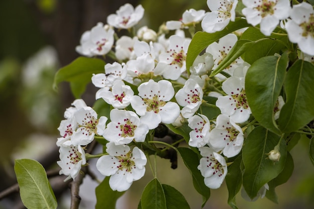 Weiße Frühlingsblumen Blühender Apfelbaum im Frühjahr Natürlicher Blumenhintergrund